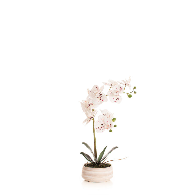 45cm Real Touch White Speckled Phalaenopsis Orchid